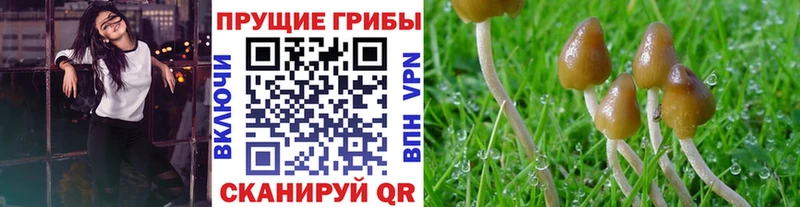 купить закладку  Костомукша  Галлюциногенные грибы прущие грибы 
